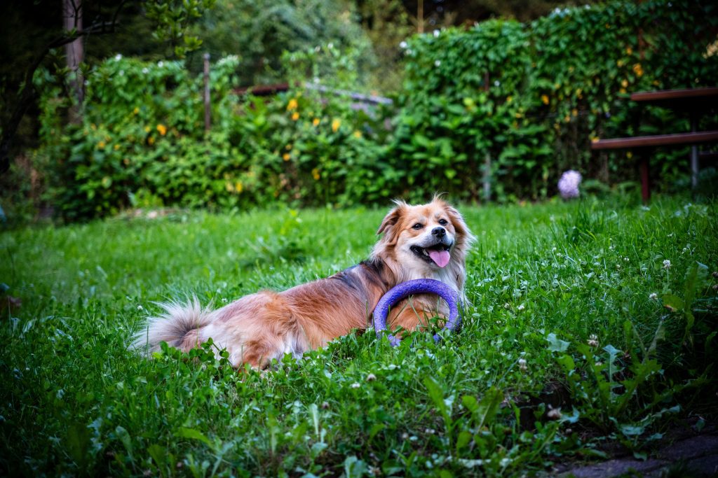 A joyous dog relaxes with its toy in a green backyard garden during a bright summer day.